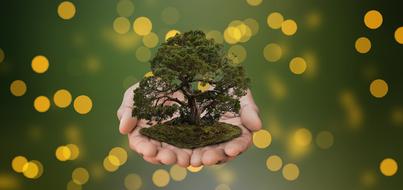 Nature Tree Conservation