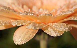 Nature Closeup Desktop