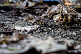 Nature Wood Environment