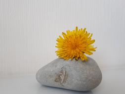 Flower Nature Zen