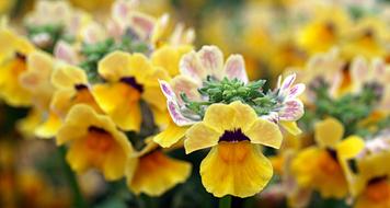 lots of beautiful yellow flowers