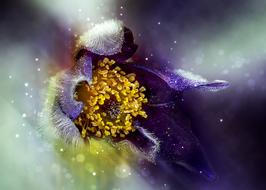 Nature Flower Anemone