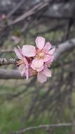 Flower Nature Plant