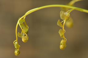 Fern Leaf Ferns Young Fronds