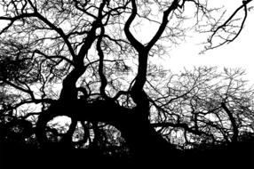 tree nature leafless branches