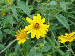 Nature Summer Plant