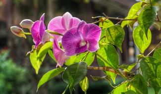 Orchid Purple Flower
