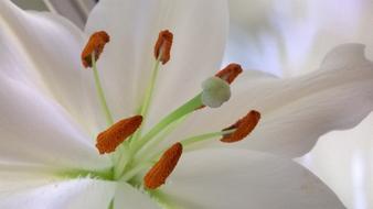 Flower Nature No One