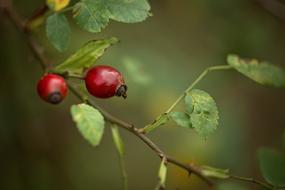 Rose Hip Macro Nature