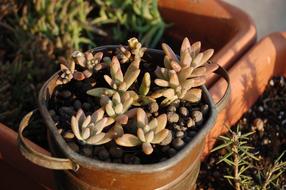 Fat Plants Crassulacea Nature