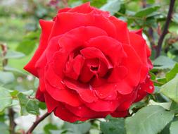 Flower Rose Nature