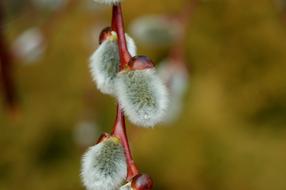 Willow Nature Tree
