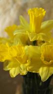 yellow flowers in the garden a beautiful bouquet