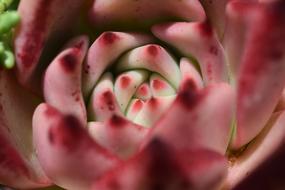 Cactus Flower Pink