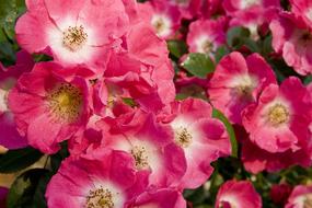 Blossom Bloom Rose Close