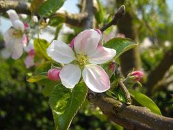 Apple Blossom Tree Spring