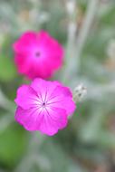 Flower Nature Flowering Wild