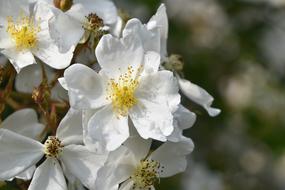 Pink Rosebush Flower