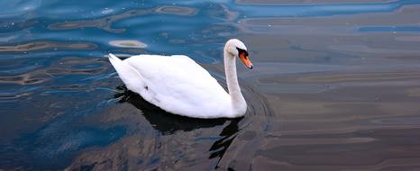 Beautiful white swan in the lake