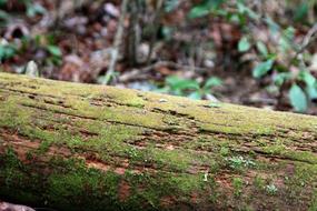 Nature Wood Flora