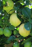 Lemon Fruit Tree
