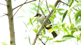 bird on branches leaves