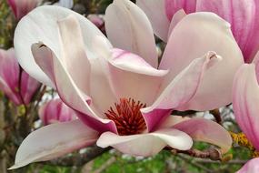 Flower Magnolia Garden Single