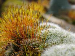 Moss Macro Yellow