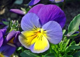 Flower Pansy Colored