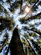 Tree Wood Nature