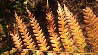 Fern Sheet Nature