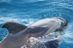 Dolphin Tenerife Canary Islands