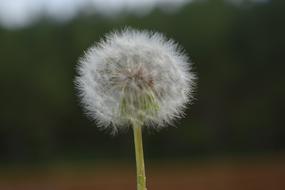 Dandelion Nature Flora