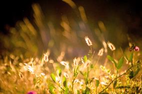 Nature Field Grass
