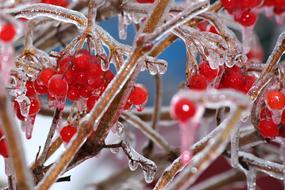 red berries with frozen leaves