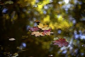 Sheet Nature Autumn