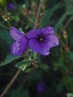 Flower Outdoor Plant