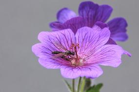 Blütenduo With Insect Flower