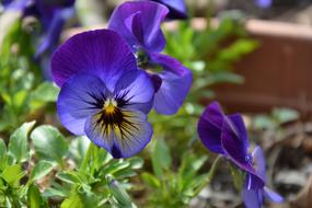 Flower Nature Plant