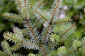 Needle Branch Conifer Nature