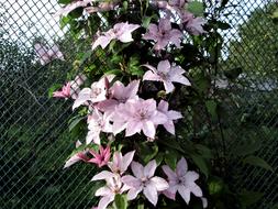 Flower Plant Nature