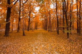 autumn forest with trees landscape