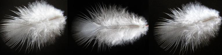 Nature Feather Desktop