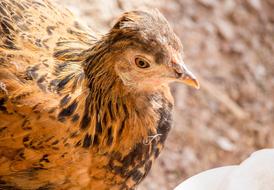 Nature Animal Bird