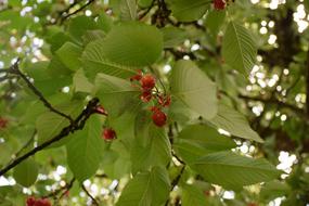 Cherry Leaf Tree