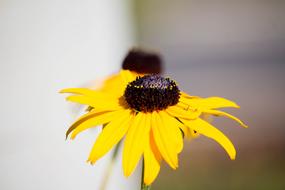 Nature Flower Summer