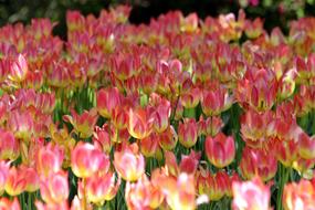 Tulips Flowers Spring