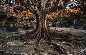 the big oak is magnificent