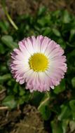 Nature Flora Flower
