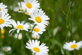 white daisies in the garden are beautiful a lot of wild
